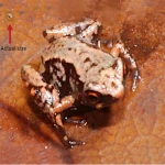 La Rana Más Pequeña del Mundo: Secretos Fisiológicos de un Microvertebrado