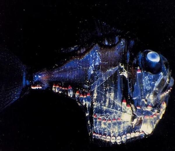 hacha de plata Argyropelecus