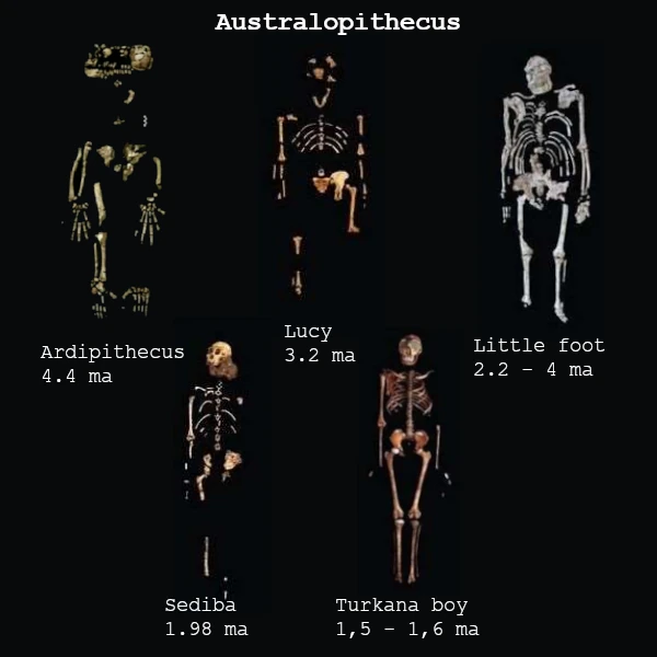 Schéma phylogénétique des Homininés incluant Australopithèques et Homo