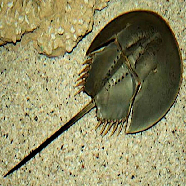 La limule, un fossile vivant !