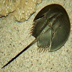 La limule, un fossile vivant !