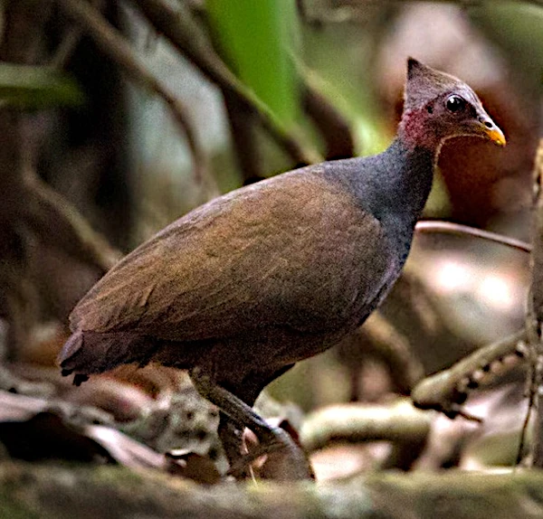 Los Megápodos de Papúa Nueva Guinea