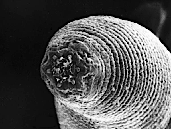 Mephisto nematode living in the Earth's crust