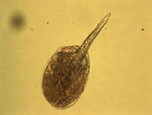 methanogenic organism