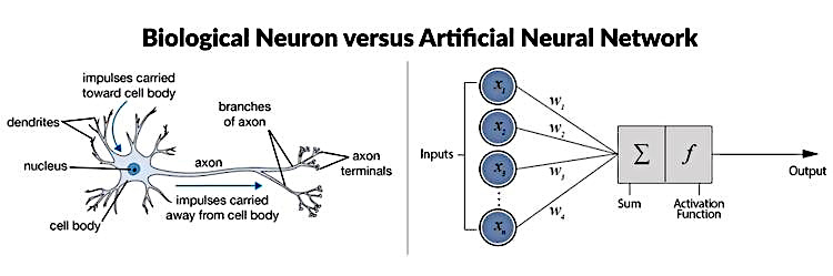 Neurone formel