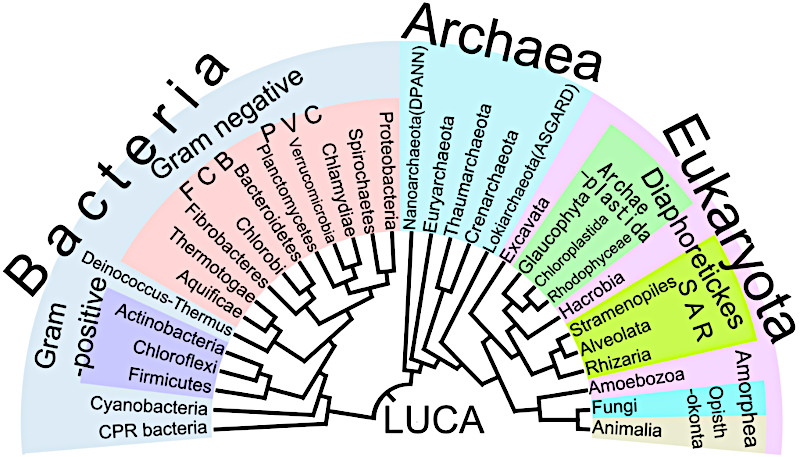 Árbol filogenético de la vida