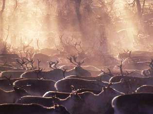 a population of reindeer