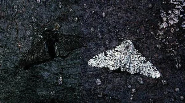 Mariposa do Bétula (Biston betularia)