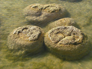 stromatolites, stacks of fossil cyanobacteria