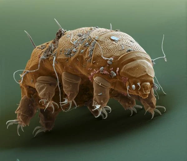 Tardigrade en microscopie électronique à balayage montrant ses 8 pattes et ses griffes