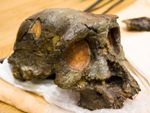 Toumai skull fossil