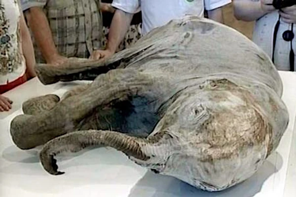 Mamute congelado no permafrost siberiano