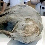 Rastros de Vida no Gelo: O Surgimento dos Mamutes Pré-Históricos