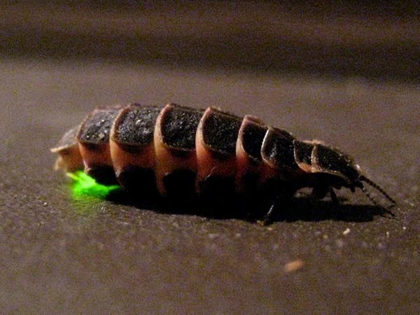 glow-worm, lampyrid