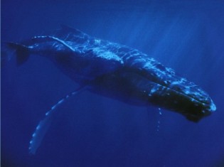 ballena azul en peligro de extinción