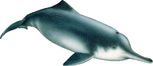 Golfinho-lacustre-chinês, Golfinho do Yang-Tsé ou Golfinho Branco