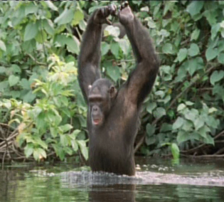 bonobo And bipedalism