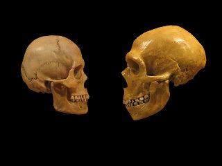 Comparison of a skull of modern man and a Neanderthal man