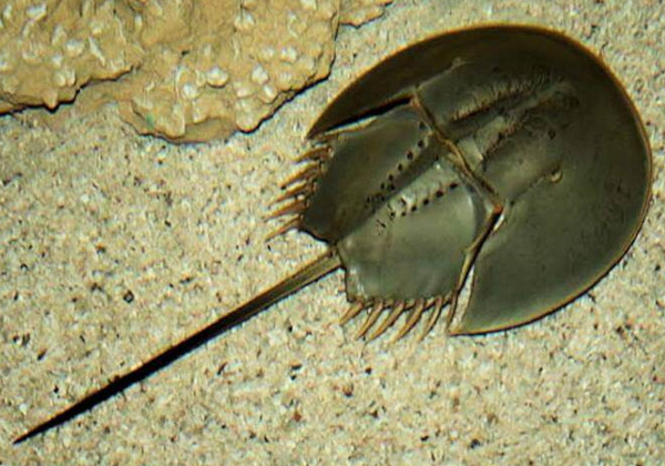 The horseshoe crab, a living fossil!