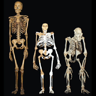 Sediba entre homme et australopithèque