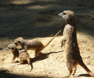 Suricates sur pattes arrières