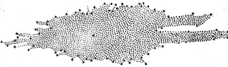 First map of the Milky Way by William Herschel in 1785