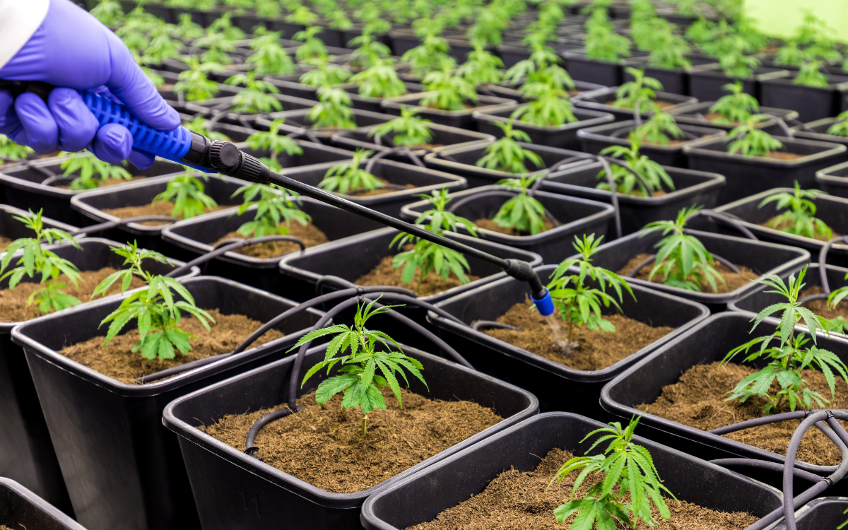 O interesse crescente por sementes e genética de qualidade no cultivo moderno